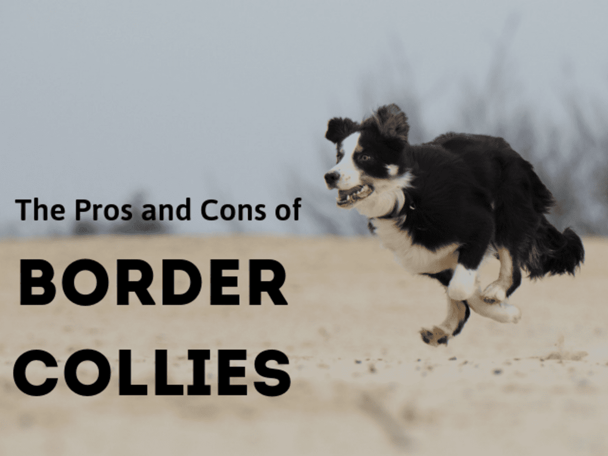 are border collies neurotic