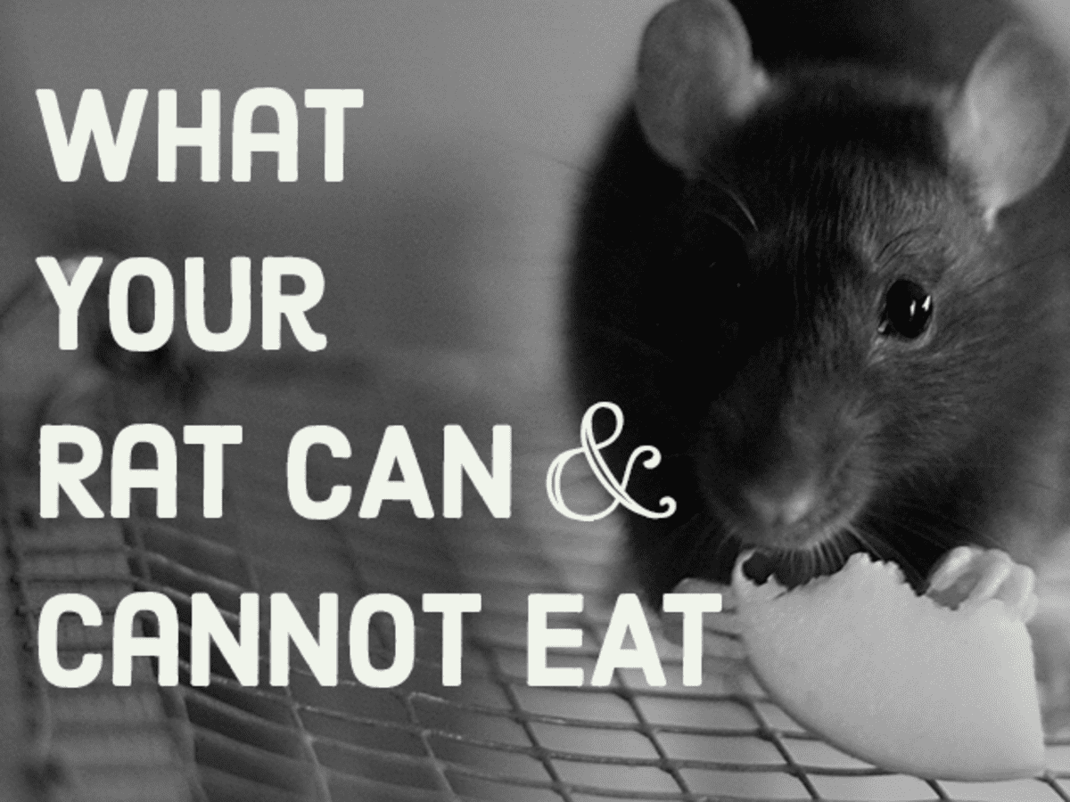 A List of Safe and Dangerous Foods for Your Pet Rat - PetHelpful