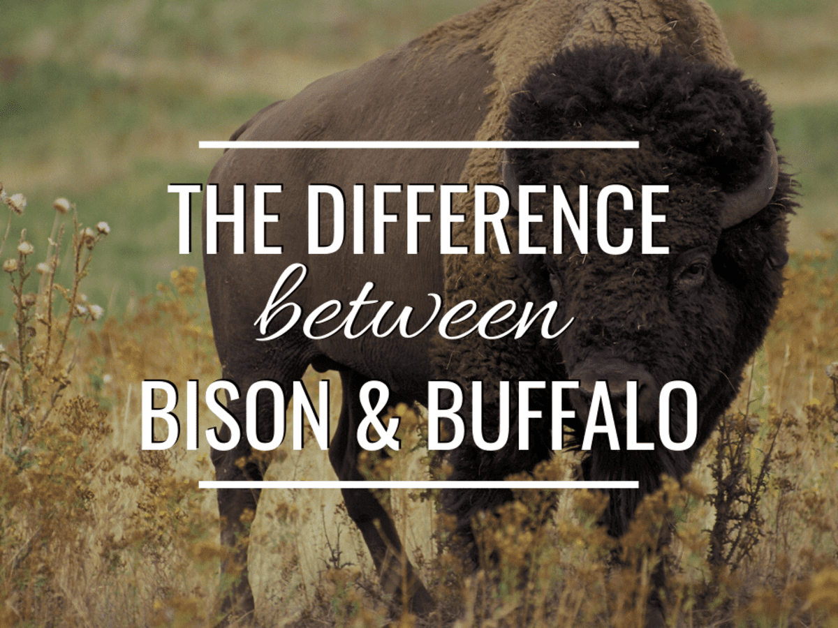 Indvandring berømt storhedsvanvid Bison vs. Buffalo—What's the Difference? - Owlcation