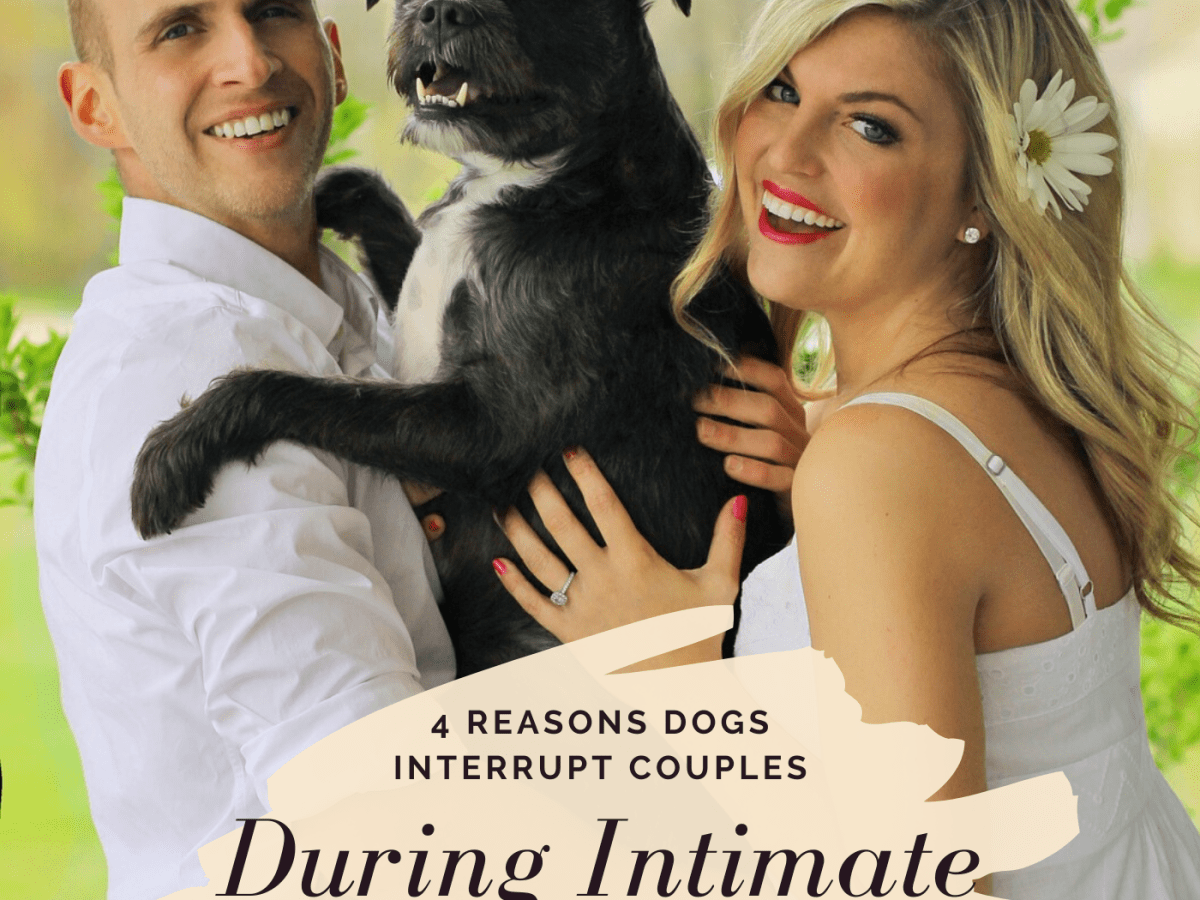 Why Are Some Dogs Protective When Owners Get Intimate? - PetHelpful