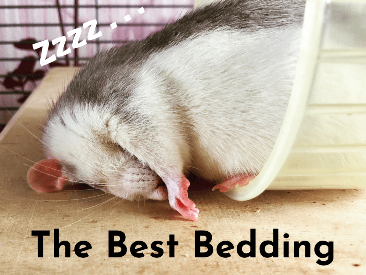 What Is the Best Bedding for Pet Rats? - PetHelpful