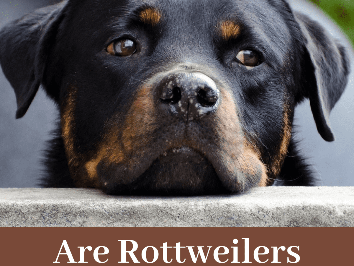 are rottweilers always aggressive