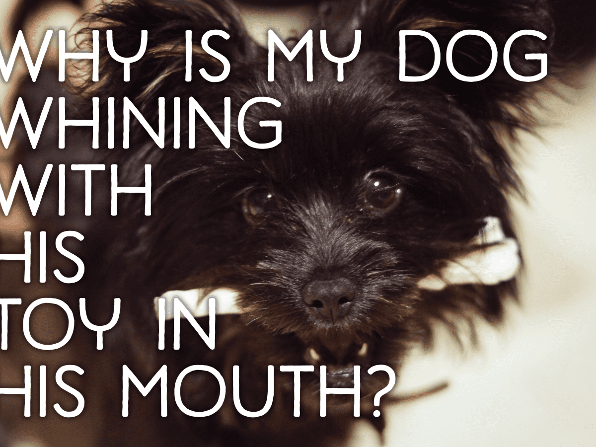 Why Is My Dog Carrying a Toy in His Mouth and Whining? - PetHelpful