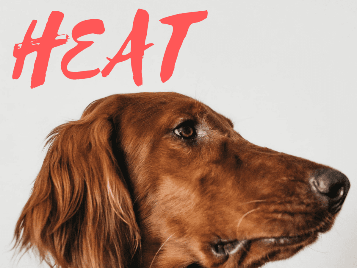 how can you tell when dog is in heat