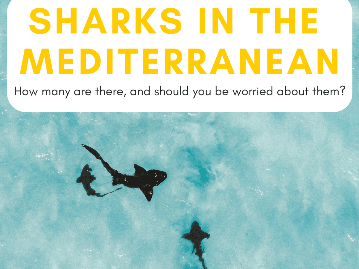 mediterranean sea sharks