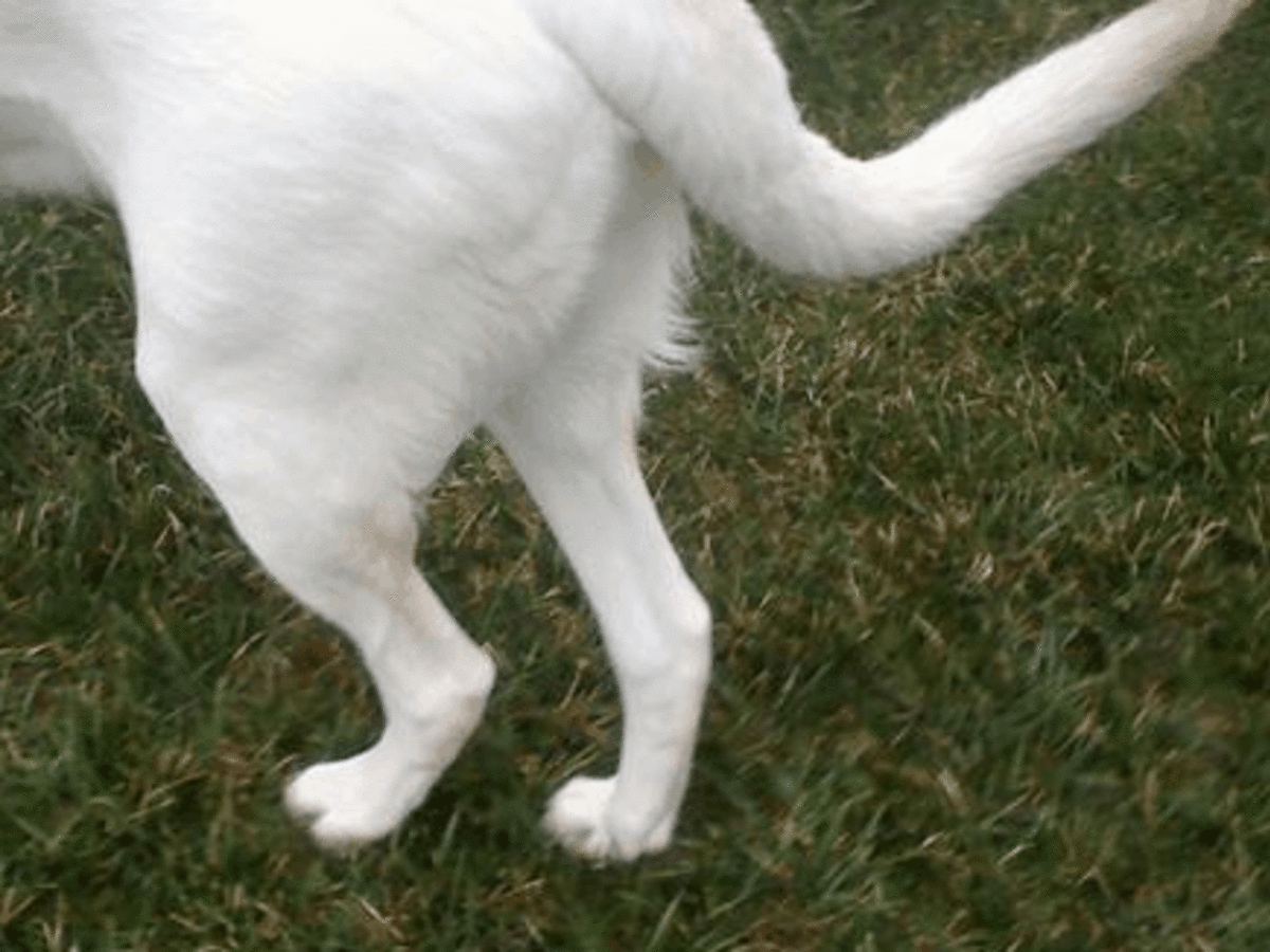 should you breed a dog with hip dysplasia
