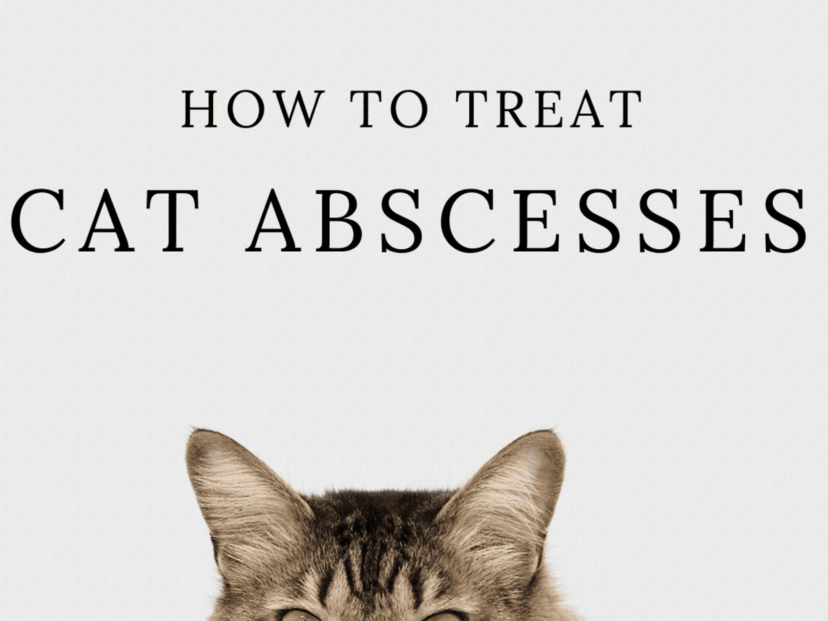 how to treat cat abscess at home
