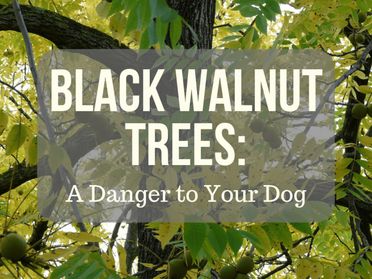 dog ate walnuts
