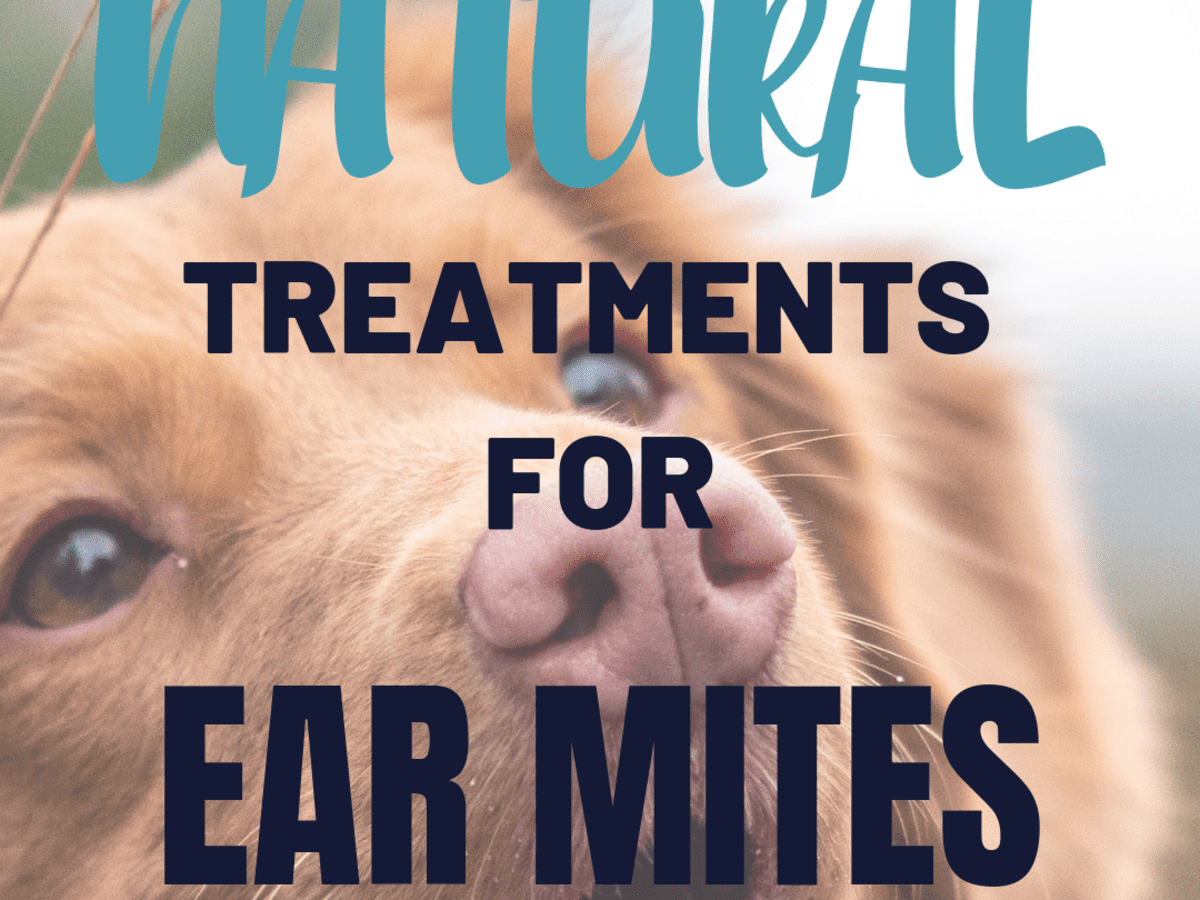 How To Get Rid Of Your Dog S Ear Mites Naturally Pethelpful