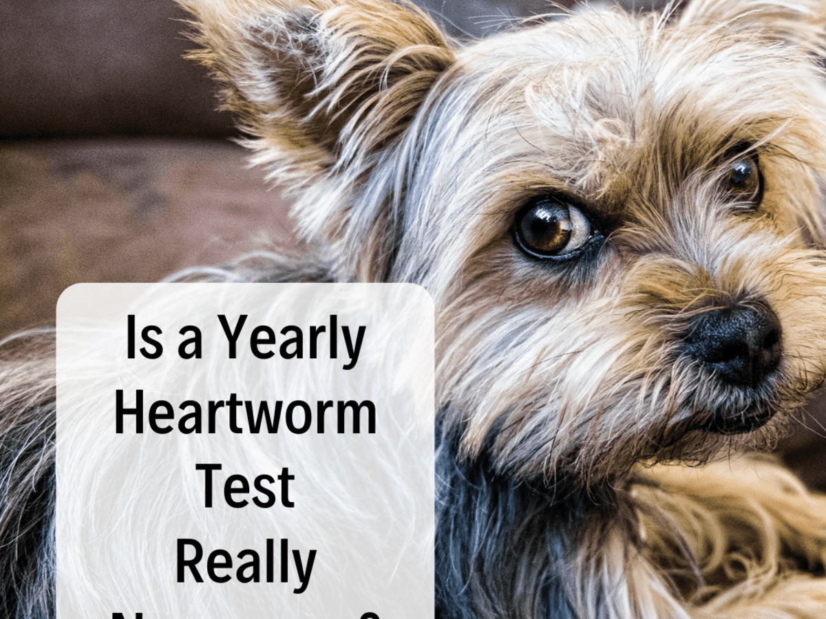 Why Your Dog Does Not Need a Heartworm Test Every Year - PetHelpful
