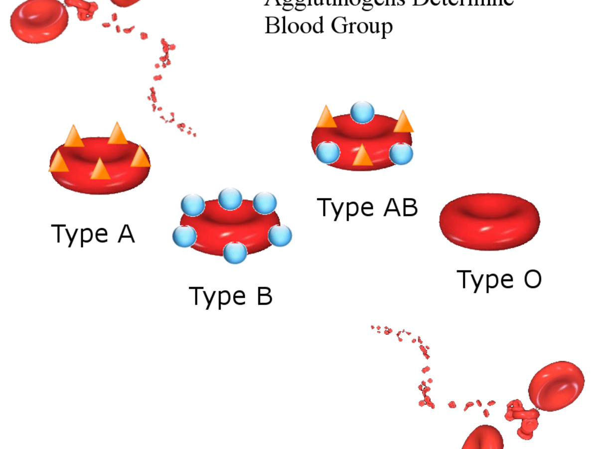 Blood Types History Genetics And Percentages Around The World Owlcation