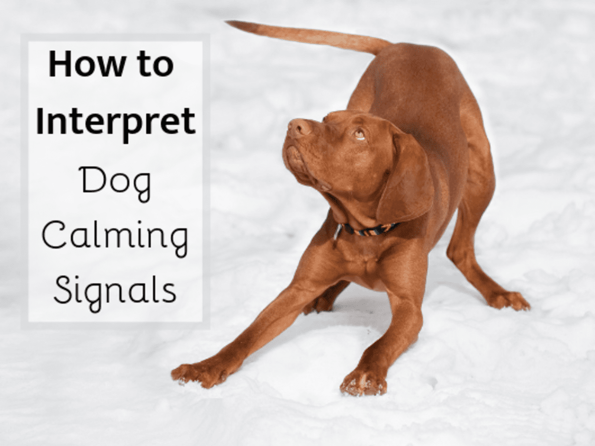 Does Weather Affect Dog Behavior