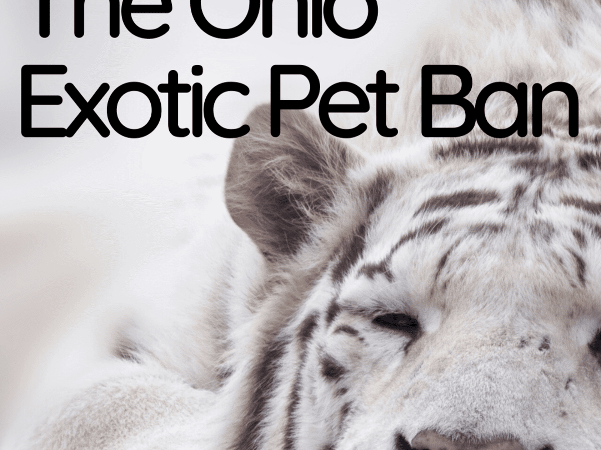 The Ohio Exotic Pet Ban: What Animals Are Now Illegal as Pets? - PetHelpful