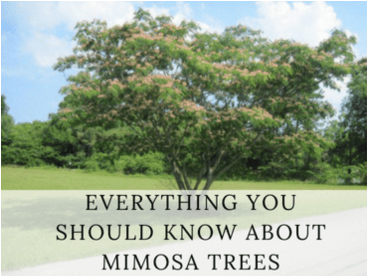 Mimosa Trees Exotic Aromatic And Potentially Threatening Dengarden