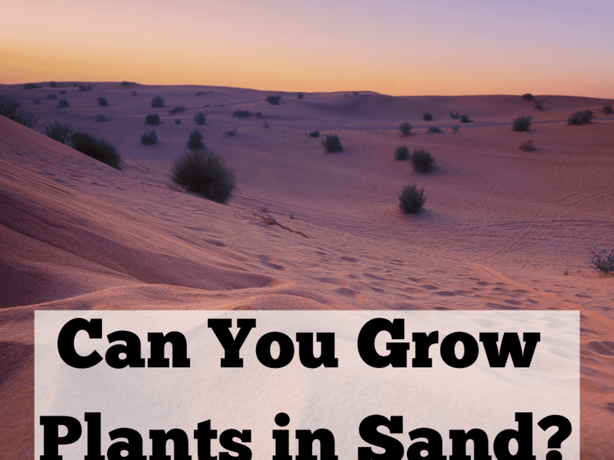 Can Plants Grow In Sand Dengarden