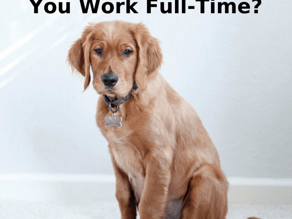 Is It Right to Have a Dog if You Work Full-Time? - PetHelpful