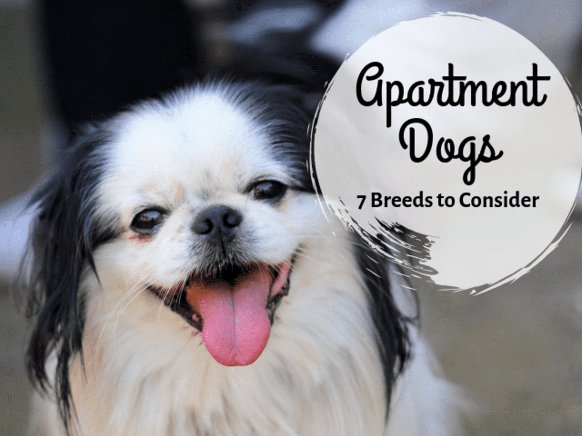 are maltese good apartment dogs