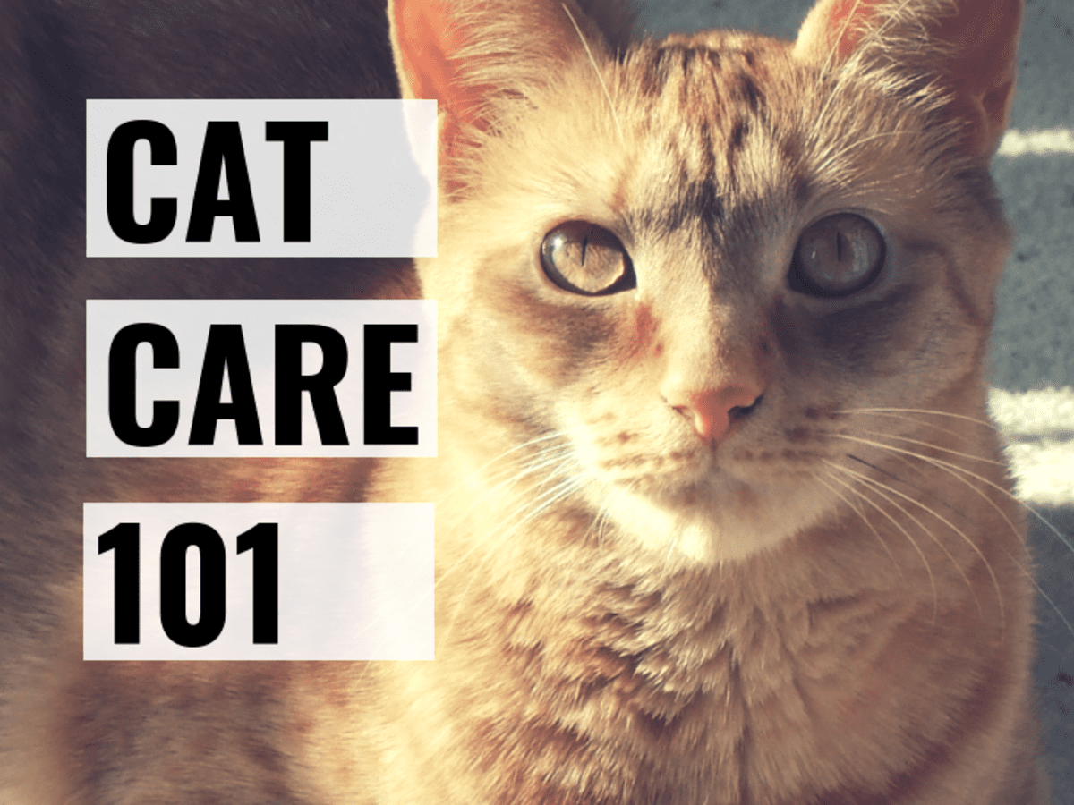Cat Health Guide: Kitten to Senior Cat - PetMD