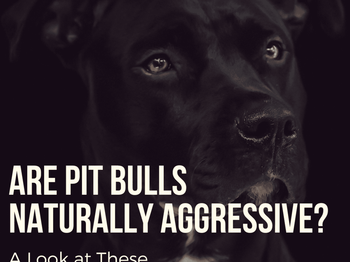 are pit bulls mean to other dogs