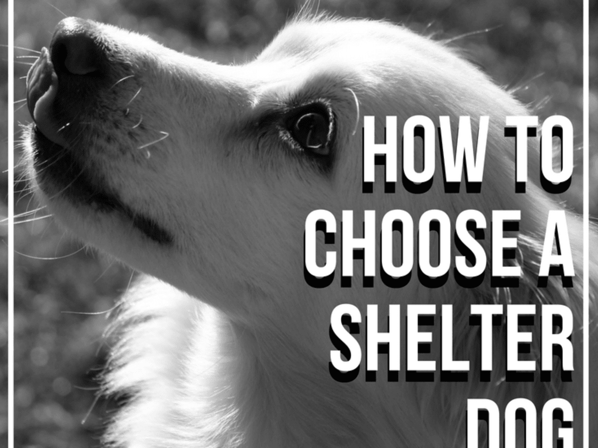 What Does It Mean If A Shelter Dog Is Pda