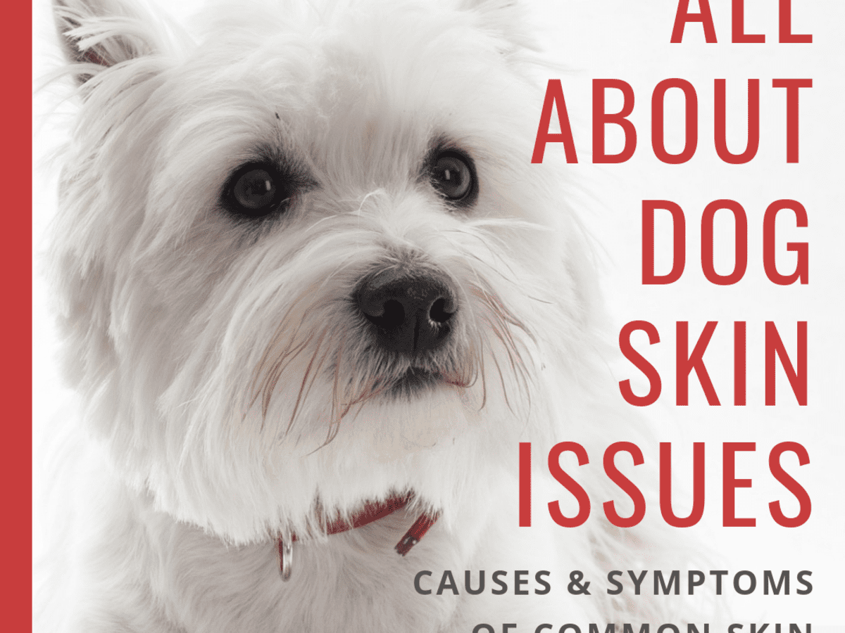 Dog Skin Disorders Causes Symptoms Types And Breeds Prone To Them Pethelpful