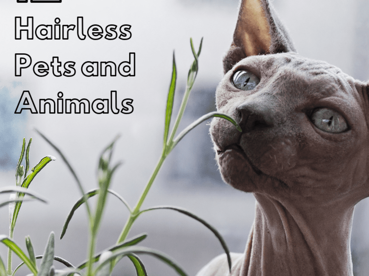 12 Amazing Hairless Animals That We Keep as Pets - PetHelpful