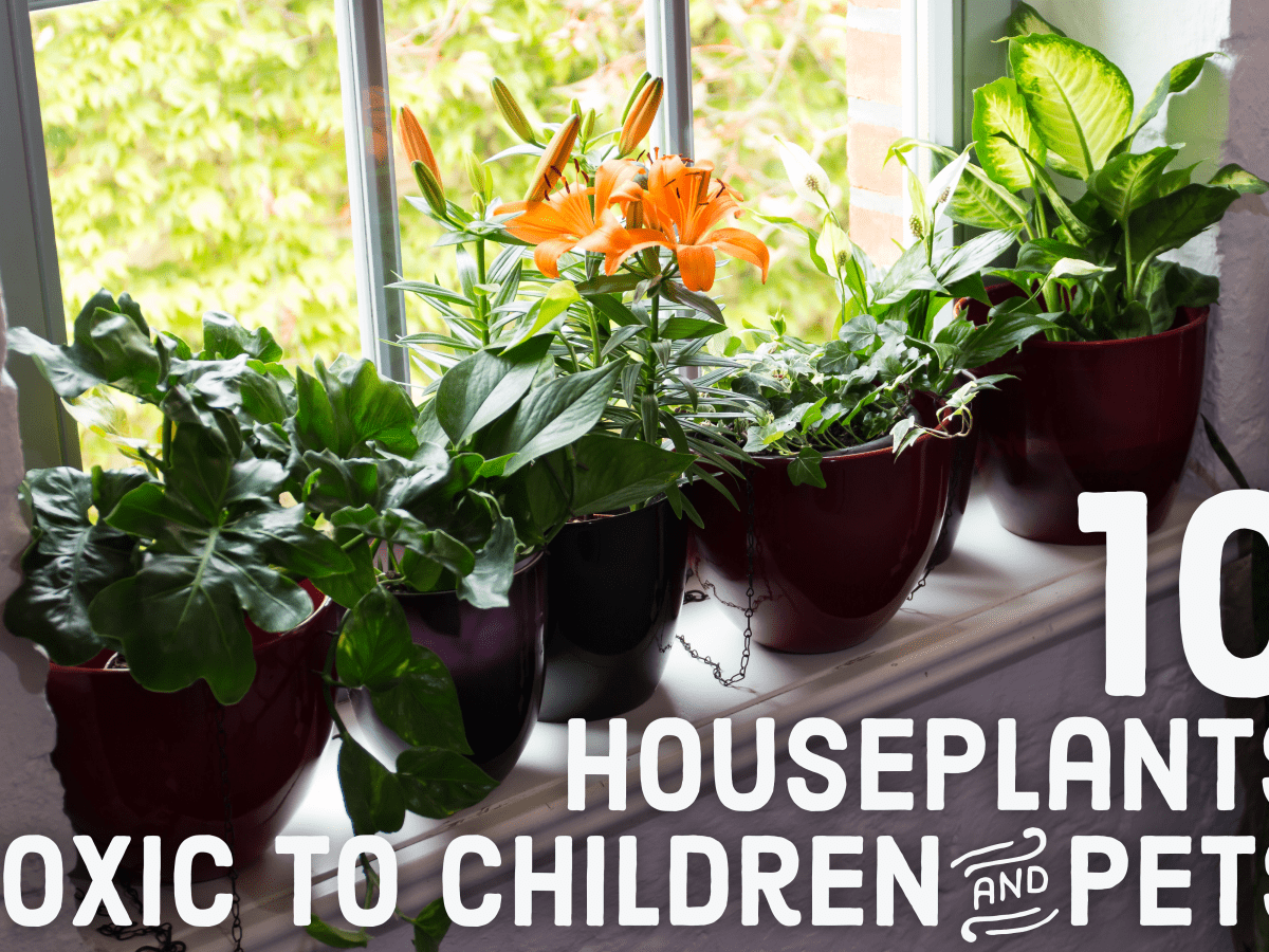 20 Toxic Houseplants That Are Dangerous for Children and Pets ...