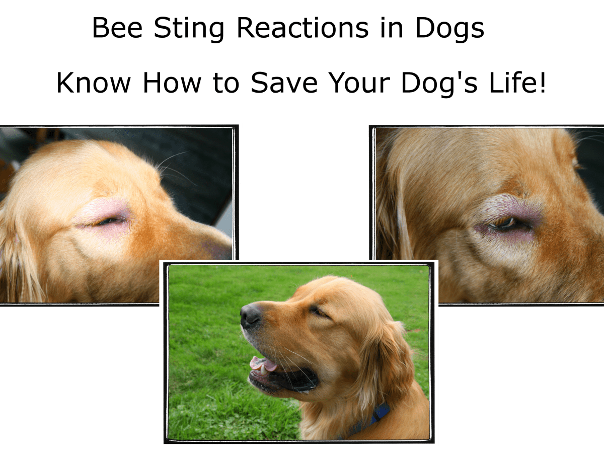 can you give a dog benadryl for a bee sting