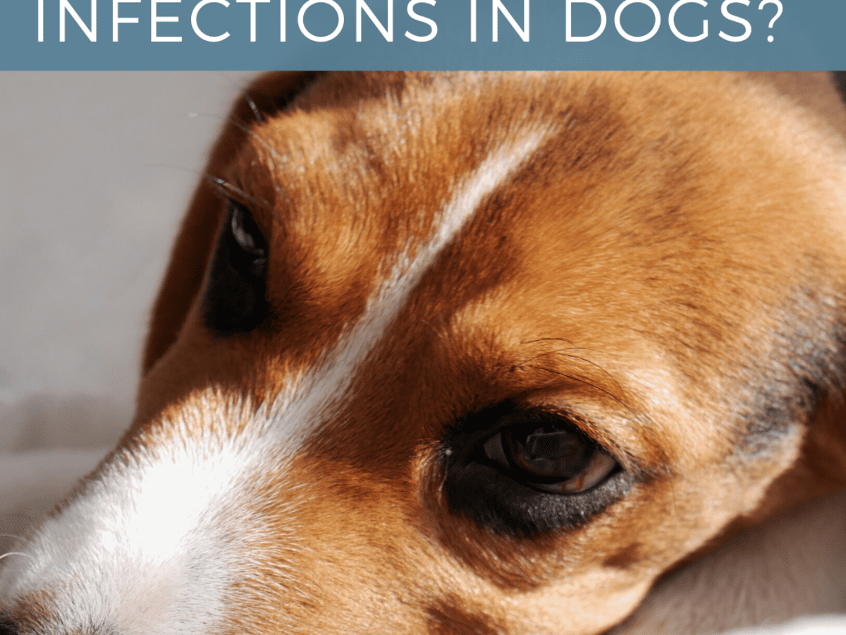 Yeast infection dog ear medicine