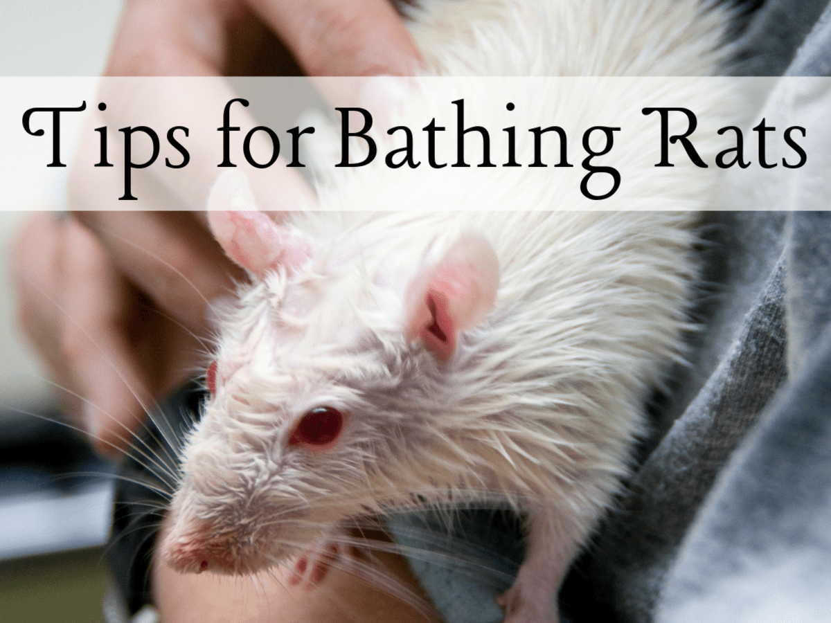 How to Bathe Your Pet Rat Without Stress - PetHelpful