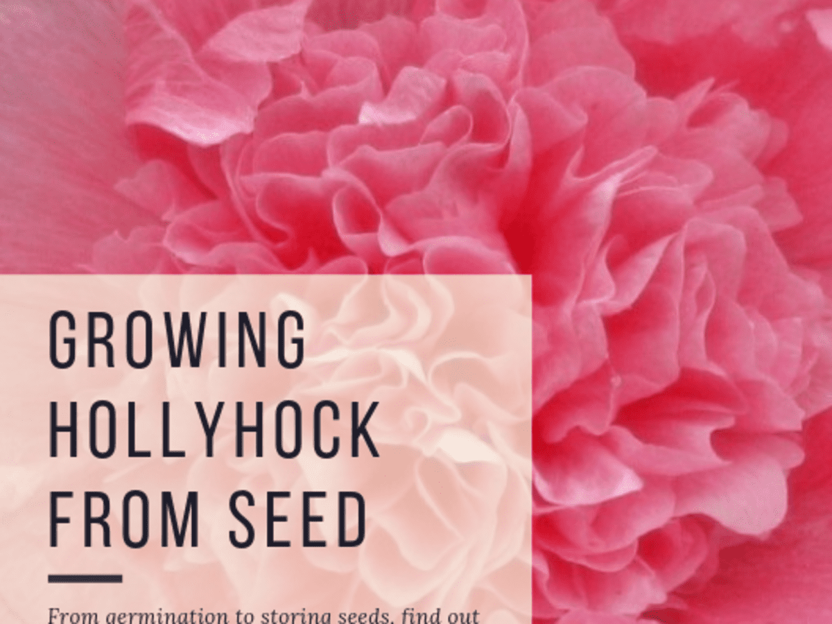 How to Grow Hollyhock From Seed - Dengarden