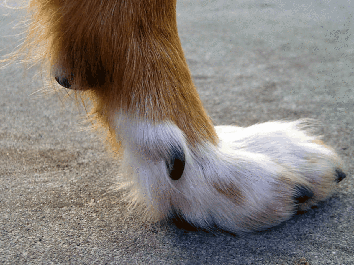 Do All Dogs Have A Dew Claw