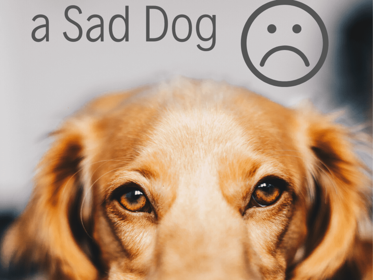 Do Dogs Get Depressed When Another Dog Dies