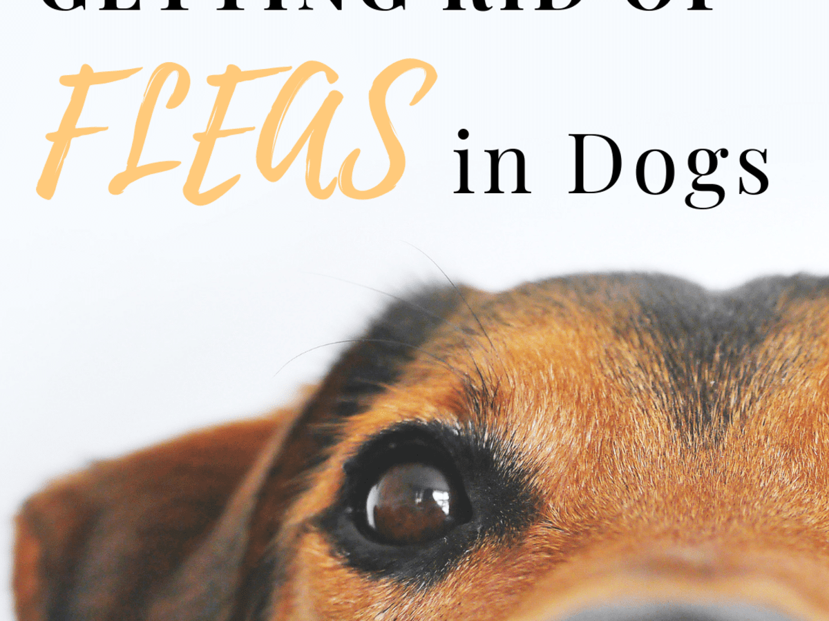 where do fleas hide on dogs