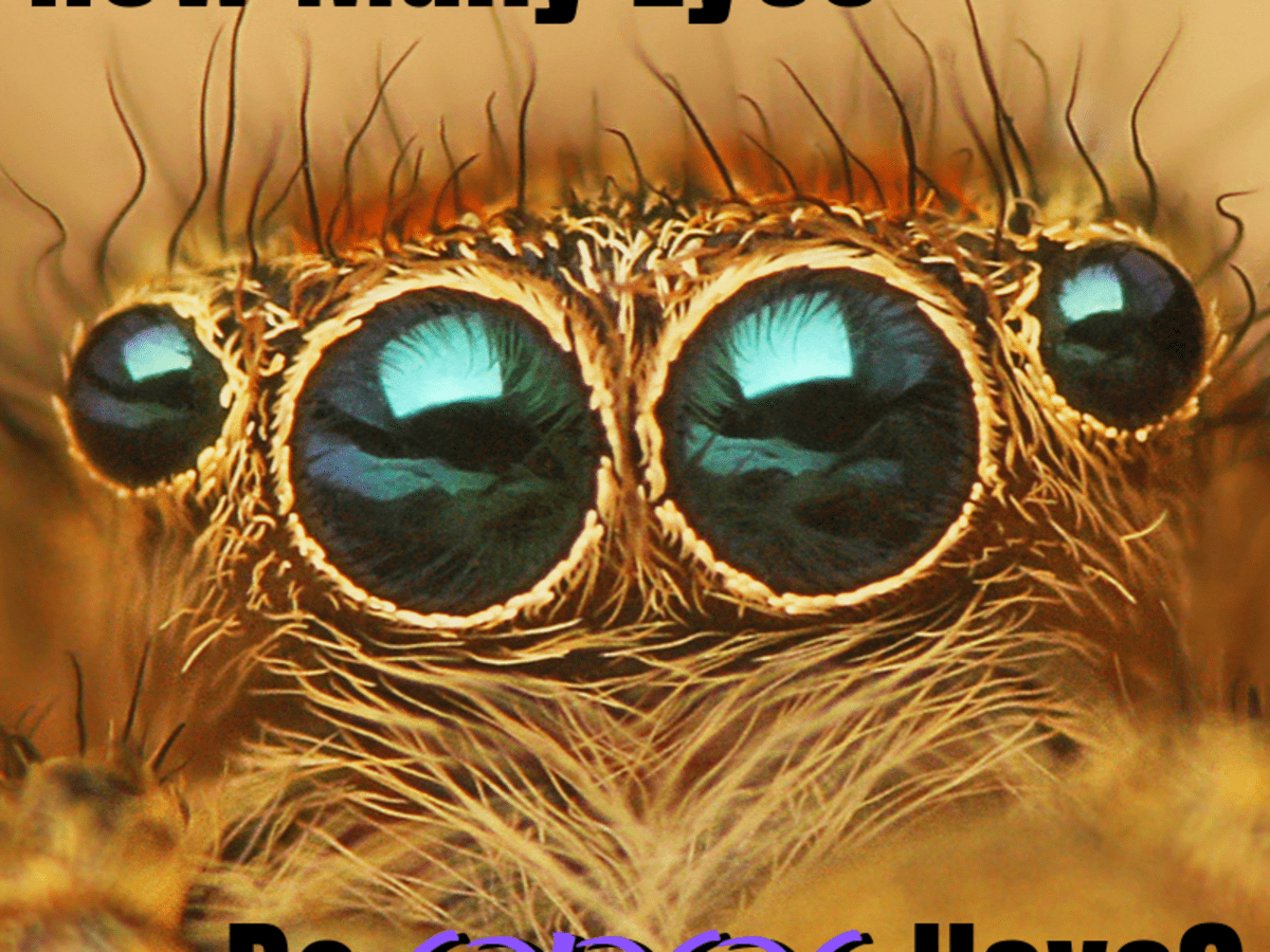 How Many Eyes Does a Spider Have? What Do Spider Eyes Look Like? - Owlcation