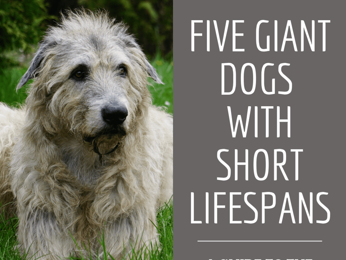 Five Giant Dog Breeds With Short Lifespans Pethelpful