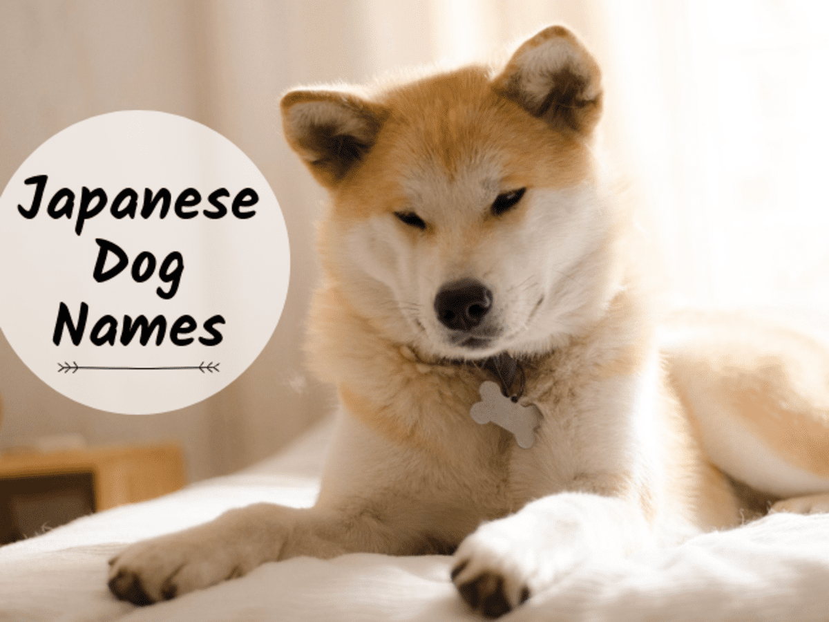50+ Best Japanese Dog Names for a Tosa, Akita, or Shiba Inu - PetHelpful