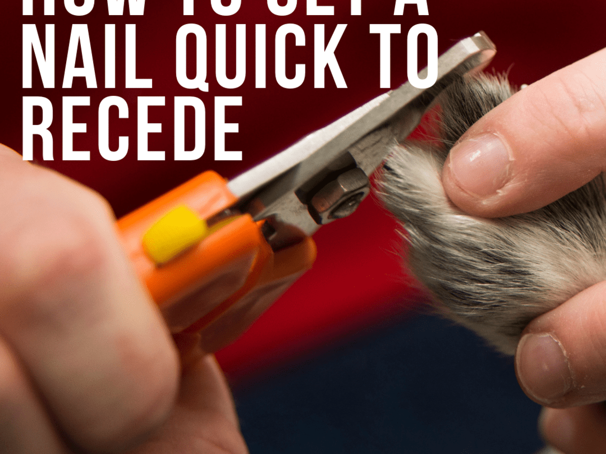 how to make a dogs quick recede