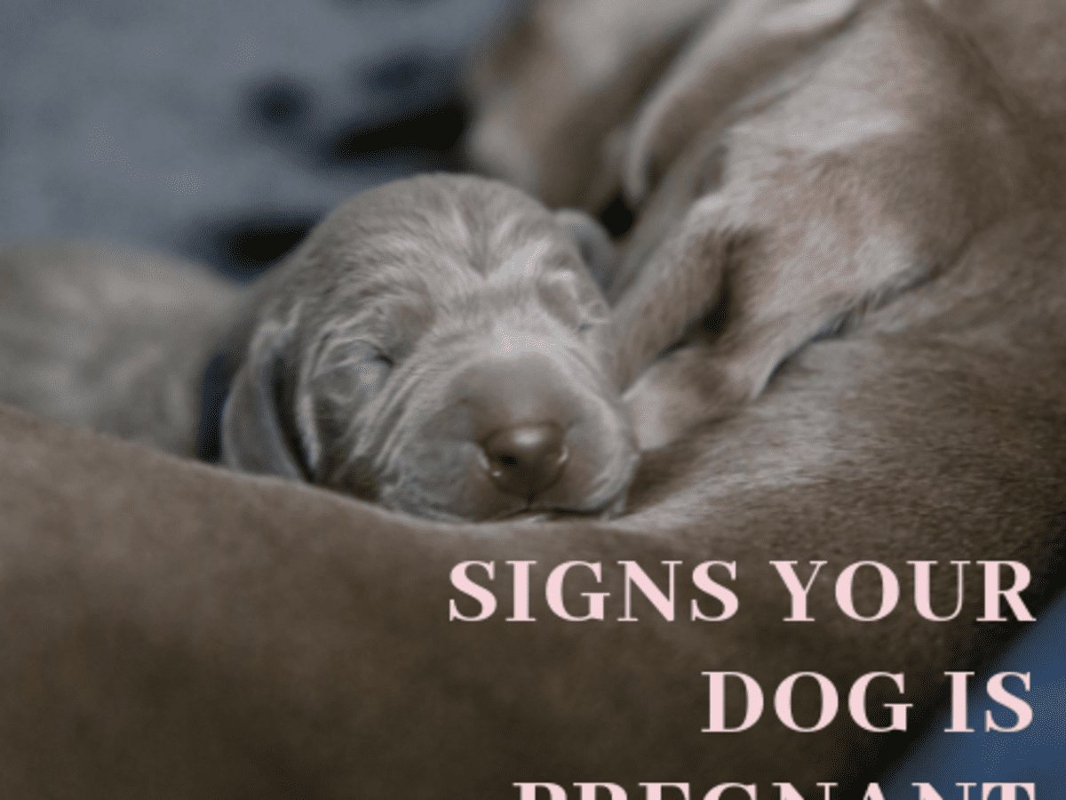 How Long Is Canine Gestation? Signs and Stages of Dog Pregnancy - PetHelpful