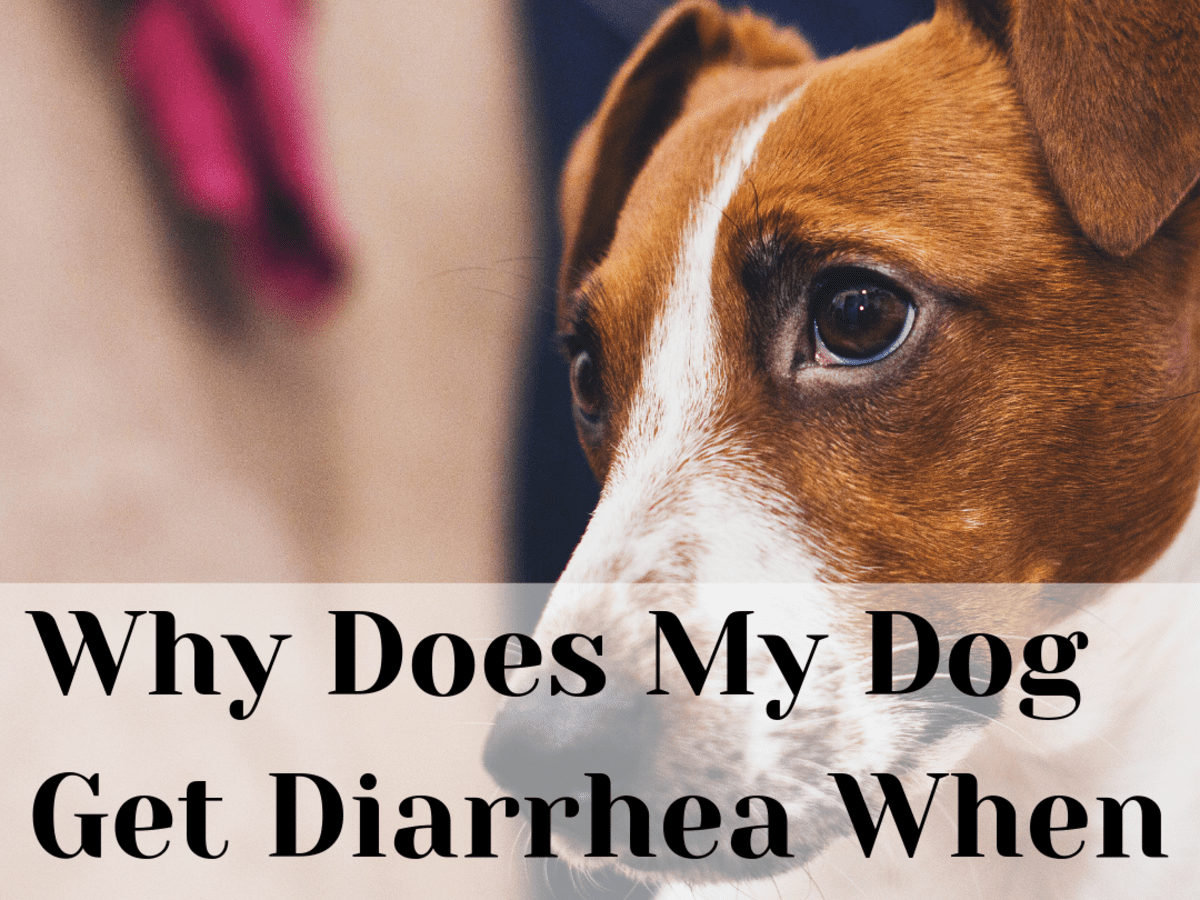 Emotional diarrhea in dogs