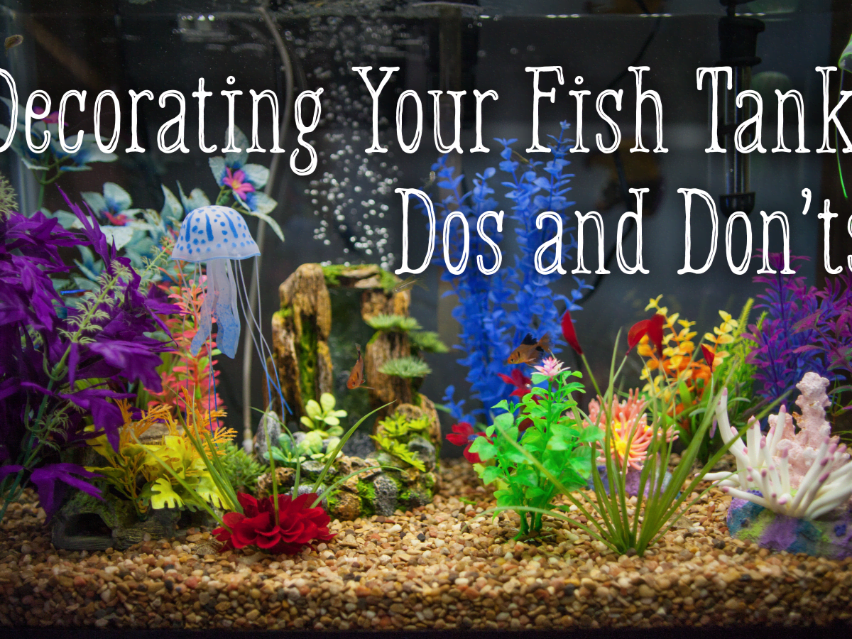 Pidgin Oar Incense How to Decorate Your Fish Tank: Dos and Don'ts - PetHelpful