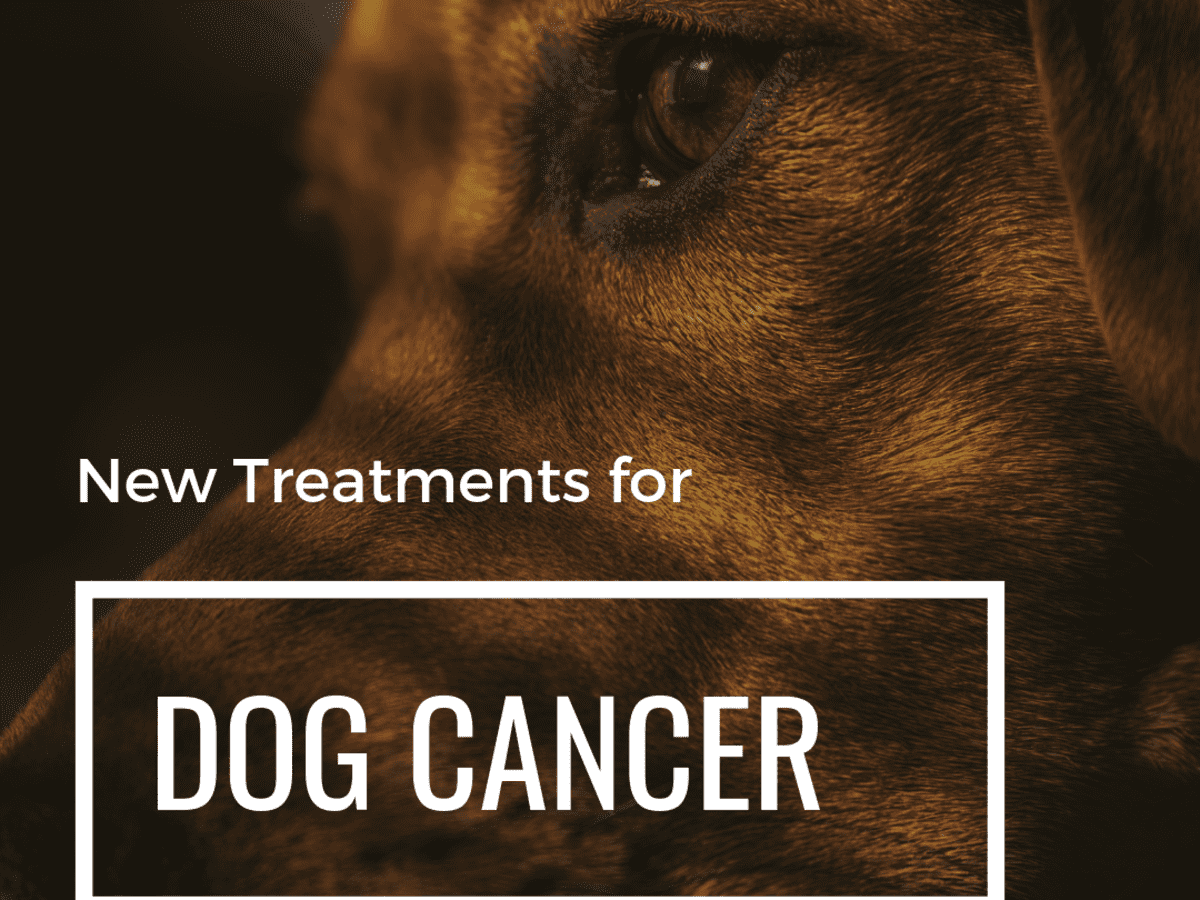 what is the life expectancy of a dog with liver cancer