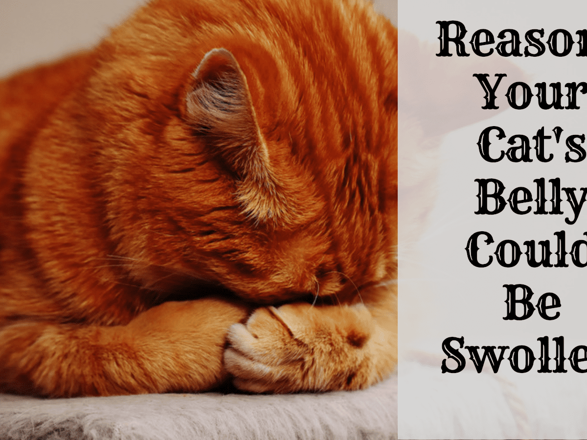 possible issues if your cat has a swollen abdomen or belly