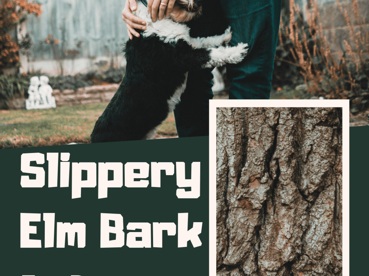 how much slippery elm for dogs