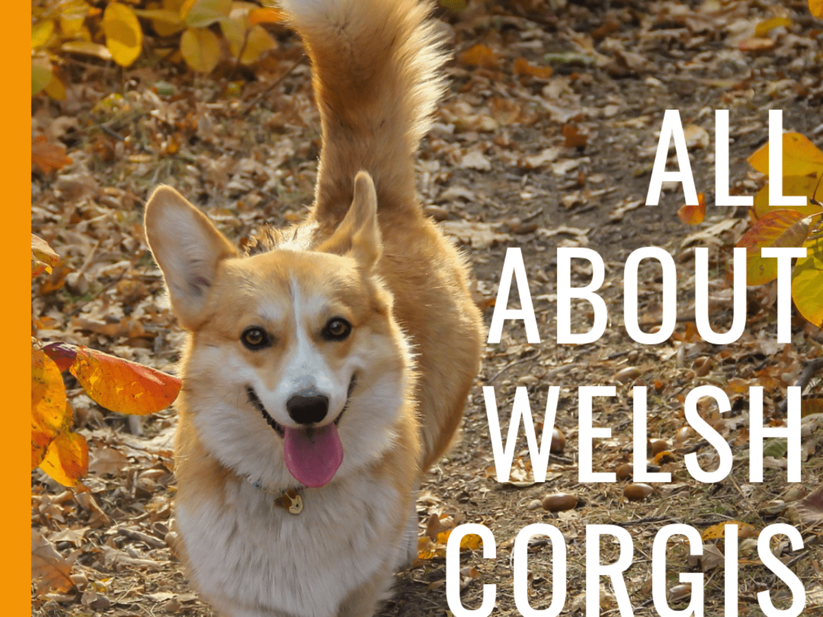 do corgis like to walk