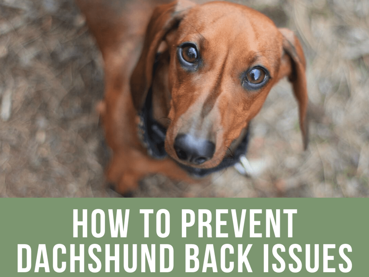 how do you know if your dachshund hurt its back