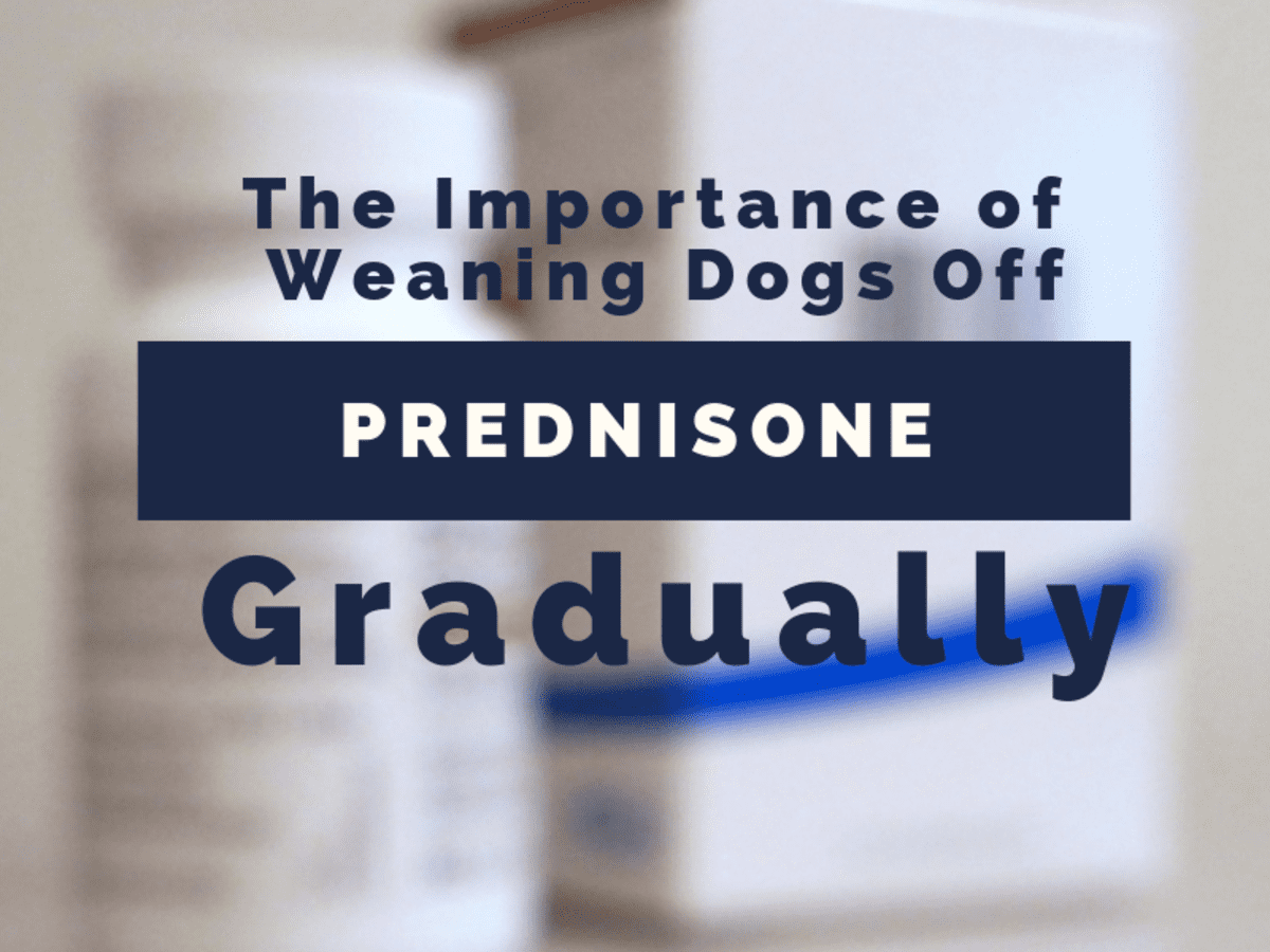 The Importance of Gradually Weaning Dogs Off Prednisone - PetHelpful