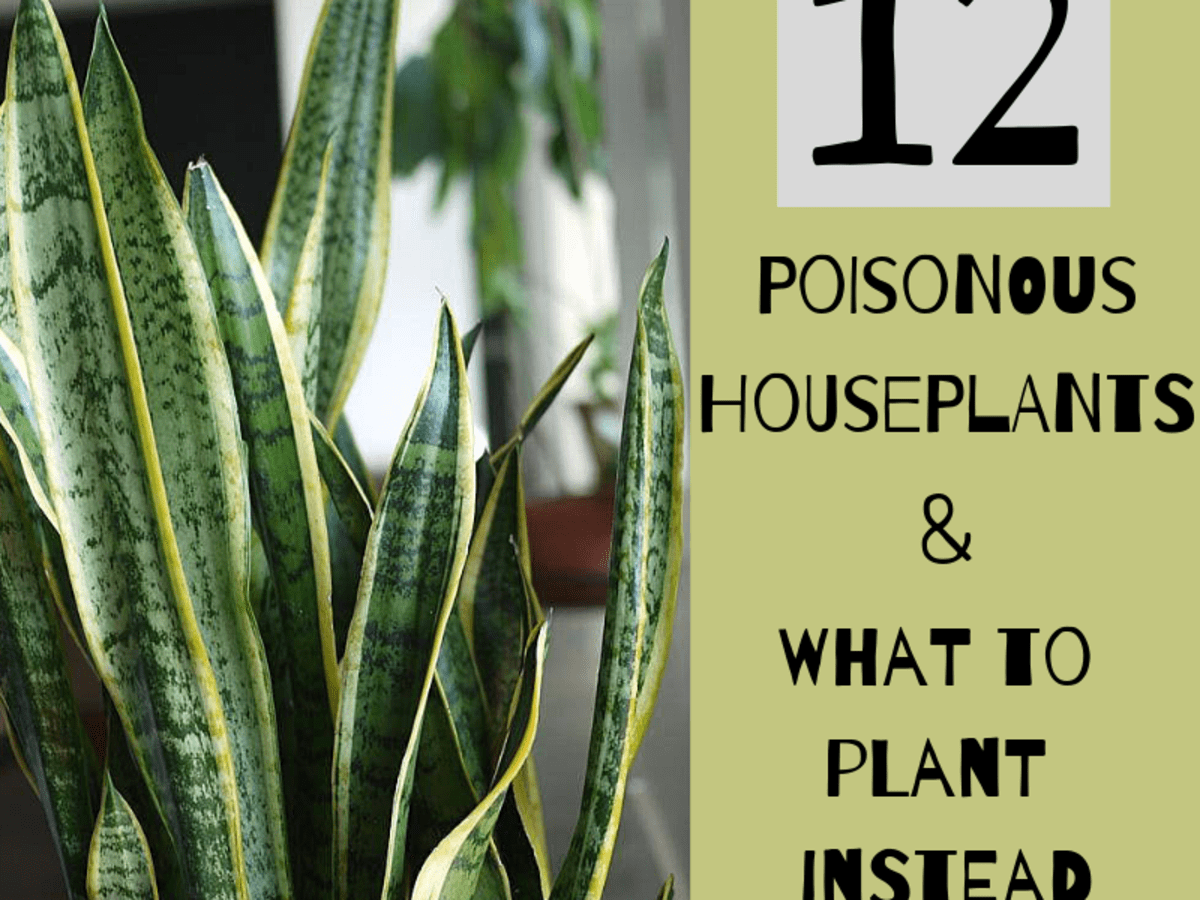 Which Houseplants Are Poisonous To Cats