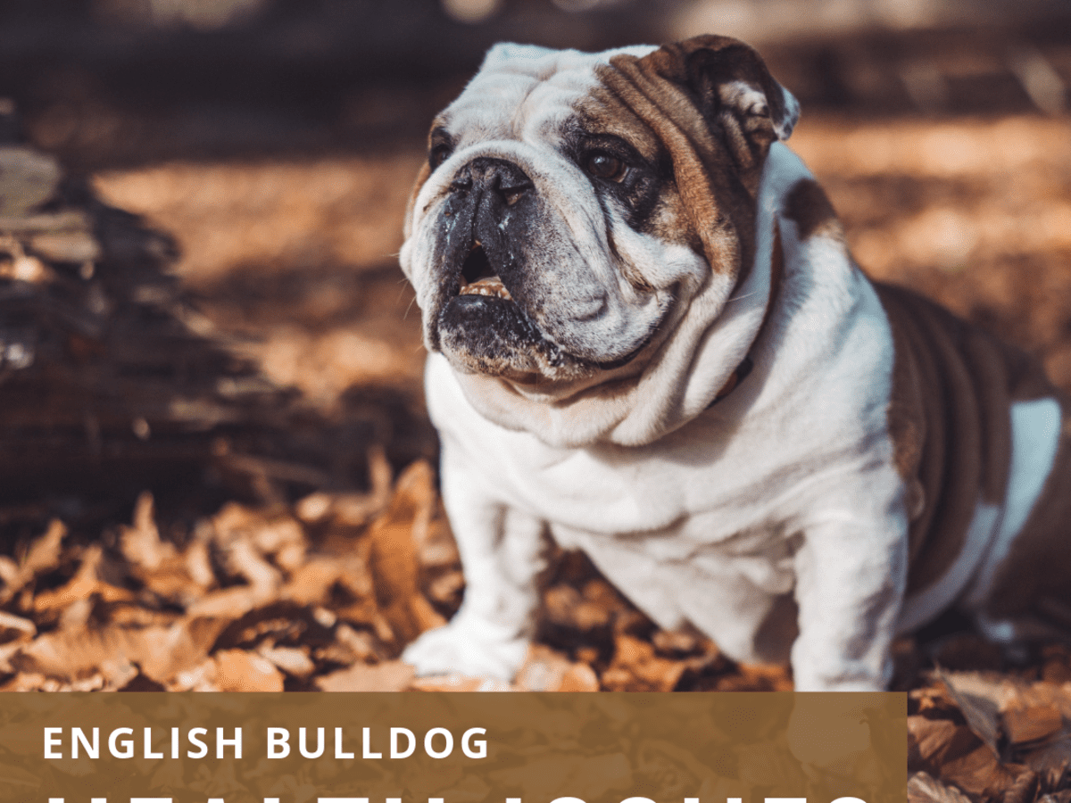 how much do english bulldogs cost in england