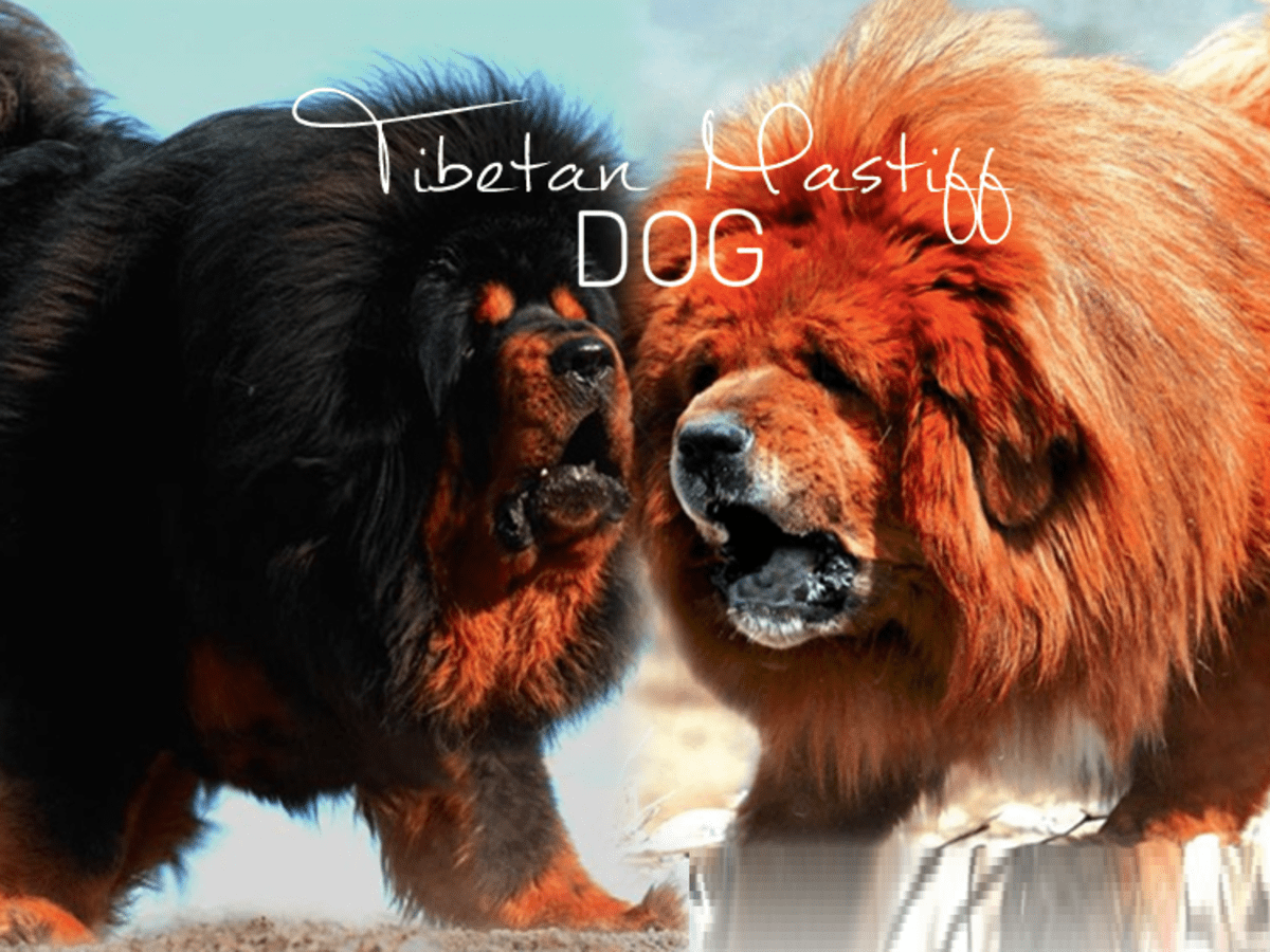 where do tibetan mastiff puppies live